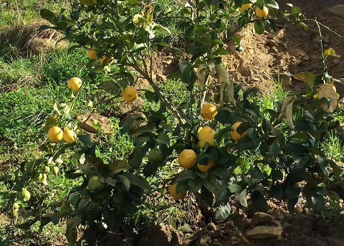 Itxaspe Lantställe Orio